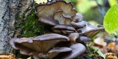 Prednosti i štete bukovače za organizam